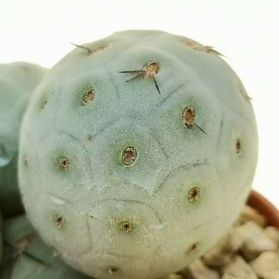 Tephrocactus geometricus f. inermis - Giromagi