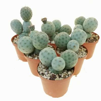 Tephrocactus geometricus f. inermis - Giromagi