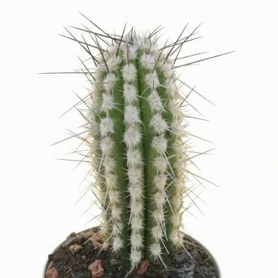 Eulychnia saint-pieana (Own Roots) - Giromagi