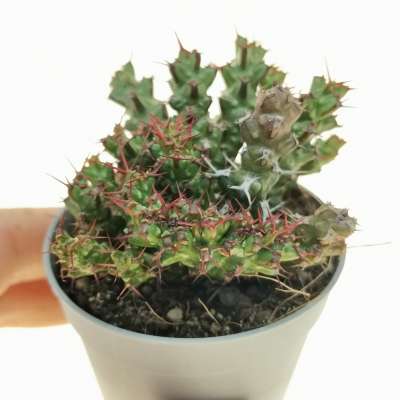 Euphorbia lenewtonii f. crestata