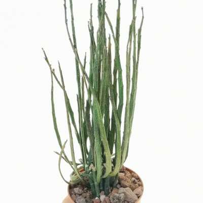 Euphorbia platyclada var. erecta