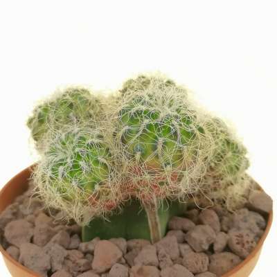 Sulcorebutia crispata subs. hertusii - Giromagi