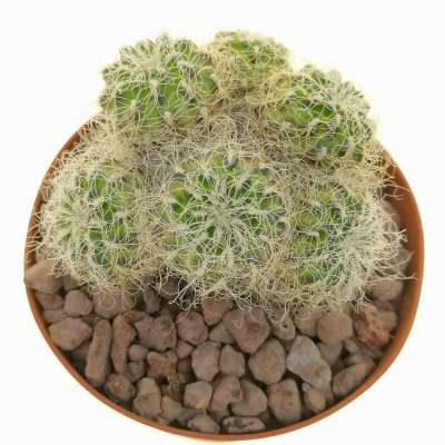 Sulcorebutia crispata subs. hertusii - Giromagi