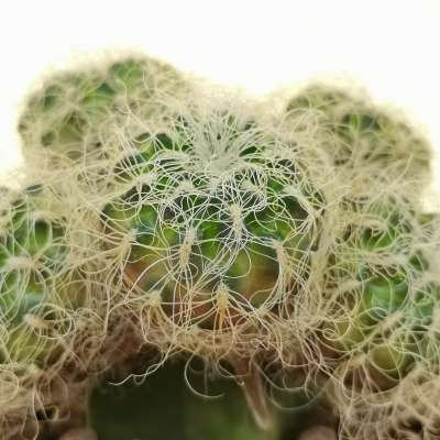 Sulcorebutia crispata subs. hertusii - Giromagi