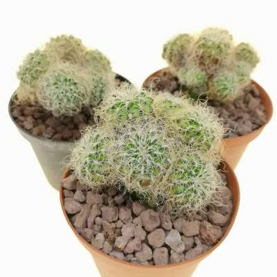 Sulcorebutia crispata subs. hertusii - Giromagi