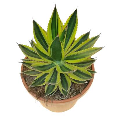 Agave univittata var. lophantha f. quadricolor - Giromagi