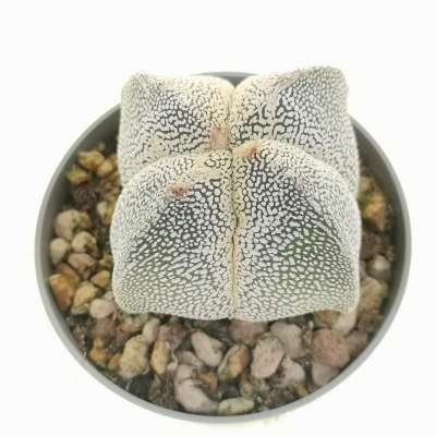 Astrophytum myriostigma cv. Onzuka V-type quadricostatum - Giromagi
