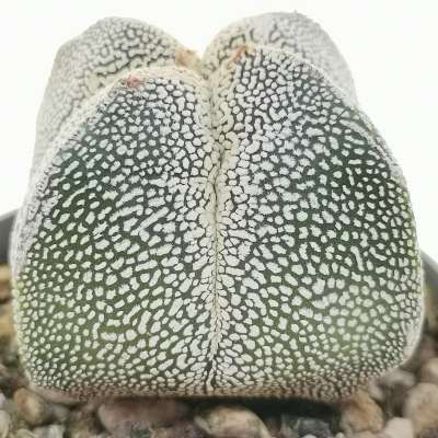 Astrophytum myriostigma cv. Onzuka V-type quadricostatum - Giromagi