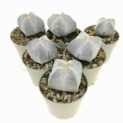 Astrophytum myriostigma cv. Onzuka V-type quadricostatum - Giromagi