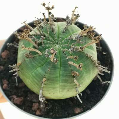 Euphorbia obesa x valida