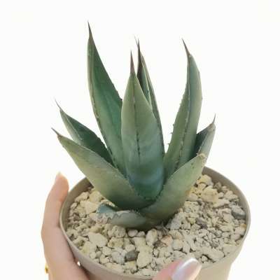 Agave nigra