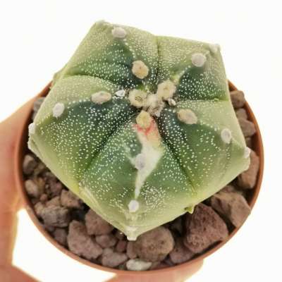 Astrophytum hybrid f. variegata