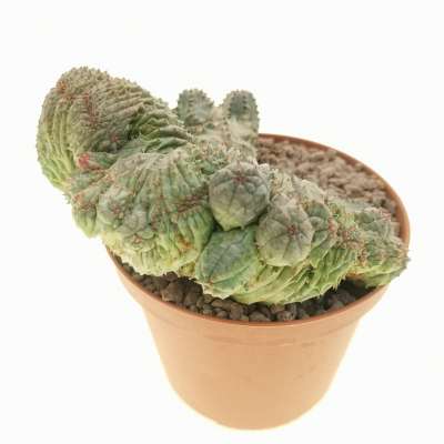Euphorbia pseudoglobosa f. crestata - Giromagi