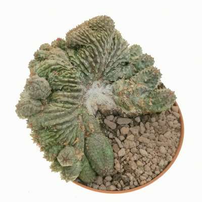 Euphorbia pseudoglobosa f. crestata - Giromagi