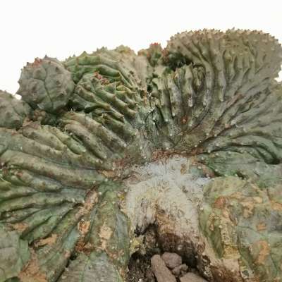 Euphorbia pseudoglobosa f. crestata - Giromagi