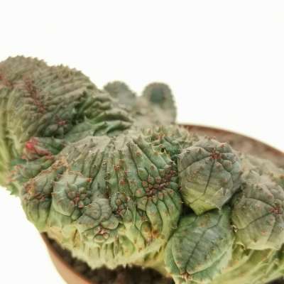 Euphorbia pseudoglobosa f. crestata - Giromagi
