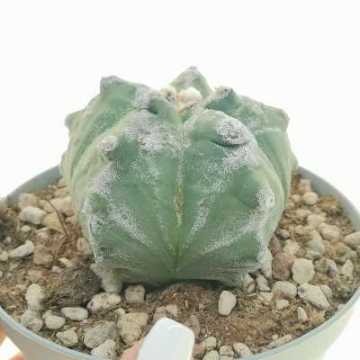 Astrophytum myriostigma cv. Kikko Milky Way