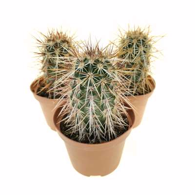 Echinocereus engelmannii var. armatus - Giromagi