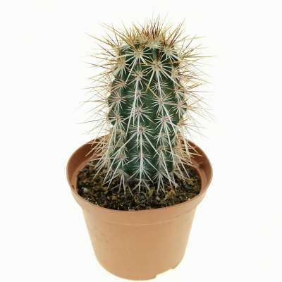 Echinocereus engelmannii var. armatus - Giromagi