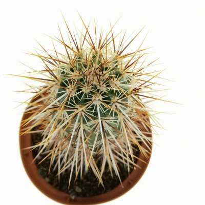 Echinocereus engelmannii var. armatus - Giromagi