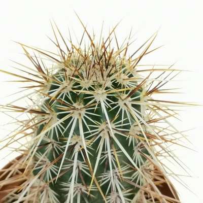 Echinocereus engelmannii var. armatus - Giromagi