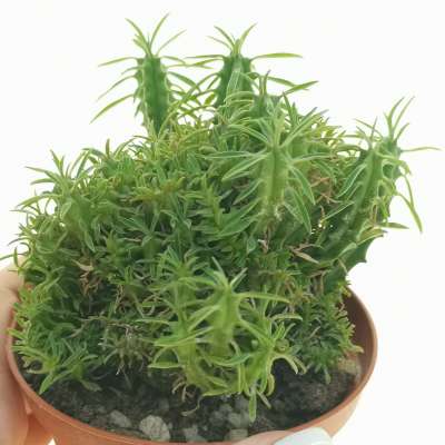 Euphorbia 'Macguffin' f. crestata