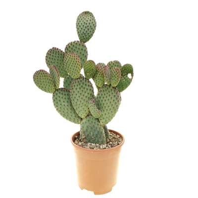 Opuntia microdasys subs. rufida indigo
