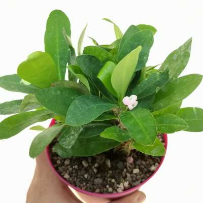 Euphorbia milii (Pink Flower)