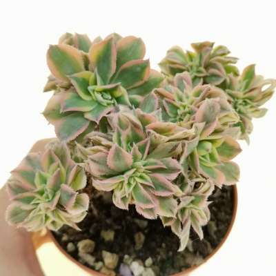 Aeonium 'Sunburst' f. crestata