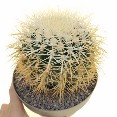 Echinocactus grusonii var. albispinus