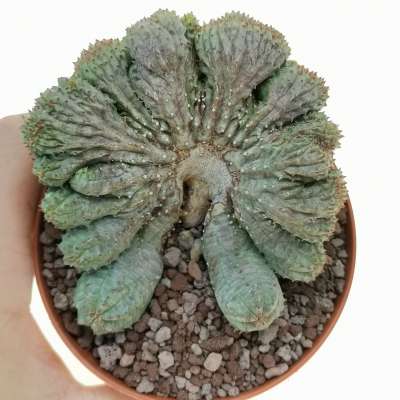 Euphorbia pseudoglobosa f. crestata