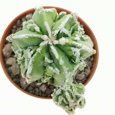 Astrophytum myriostigma cv. Hanakago f. prolifera - Giromagi