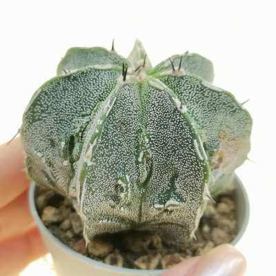 Astrophytum hybrid cv. Fukuryu Haku-jo multicostatum