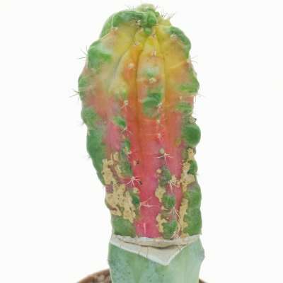 Myrtillocalycium 'Polyp'
