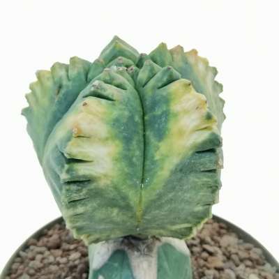 Astrophytum myriostigma cv. Kikko f. variegata var. nudum