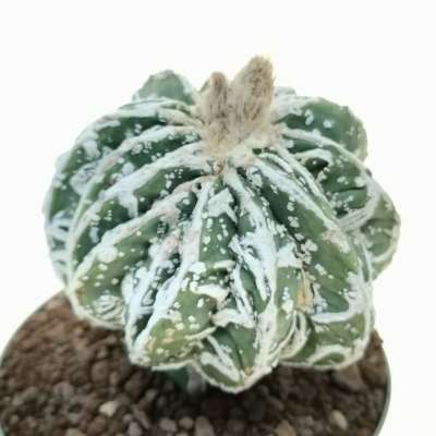 Astrophytum myriostigma cv. Fukuryu Reticulatus f. crestata