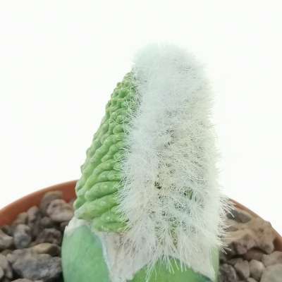 Cleistocactus strausii f. crestata