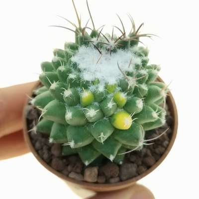 Mammillaria polythele cv. Stachellos f. variegata