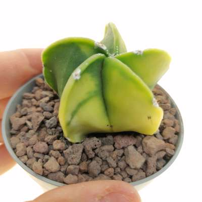 Astrophytum myriostigma var. nudum f. variegata - Giromagi
