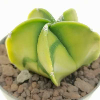 Astrophytum myriostigma var. nudum f. variegata - Giromagi
