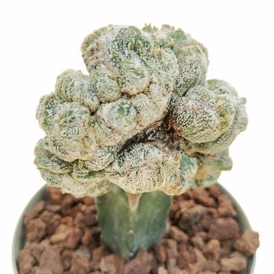 Astrophytum myriostigma cv. Onzuka f. crestata mostruosa - Giromagi