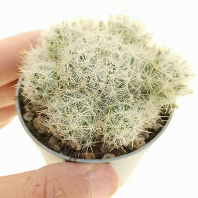 Mammillaria prolifera