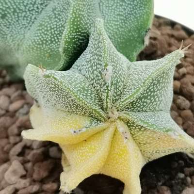 Astrophytum ornatum f. variegata - Giromagi