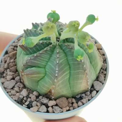 Euphorbia obesa 'Tiger form'