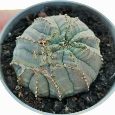 Euphorbia obesa 'Rocky Mountain' (Rare form)