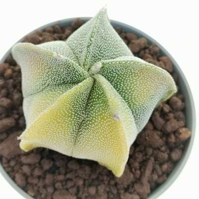 Astrophytum myriostigma f. variegata - Giromagi