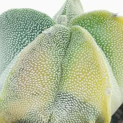 Astrophytum myriostigma f. variegata - Giromagi