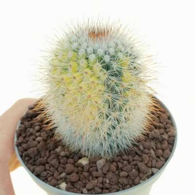 Mammillaria spinosissima f. rubrispina f. variegata