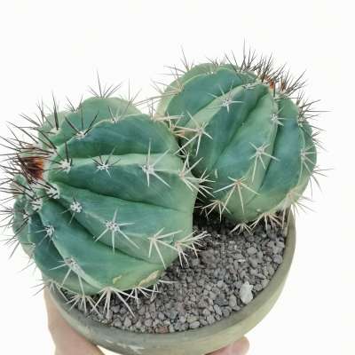 Melocactus diersianus