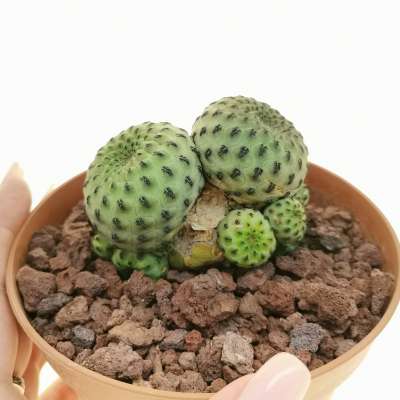 Sulcorebutia rauschii cv. Apple Green